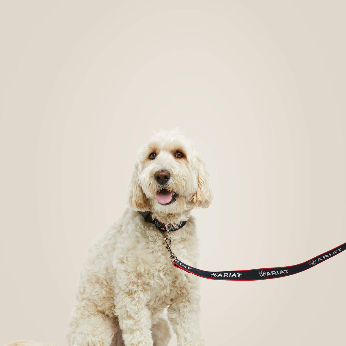 Dog Leash - Ariat Everyday