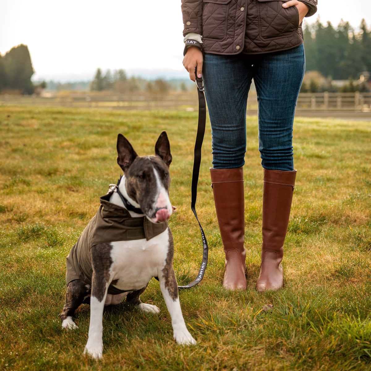 Argentium Dog Jacket - Ariat Premium