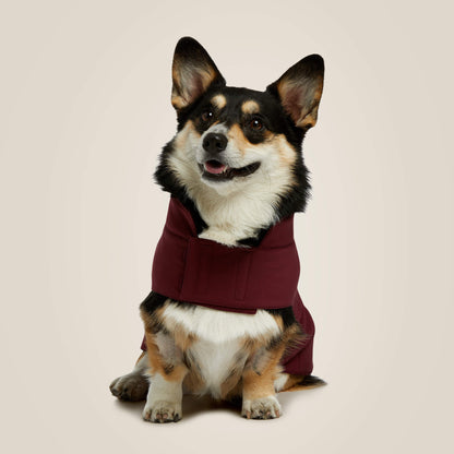 Team Softshell Dog Jacket - Ariat Trending